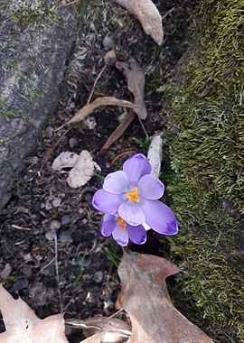 Violet Flower