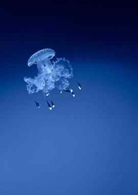 White jellyfish