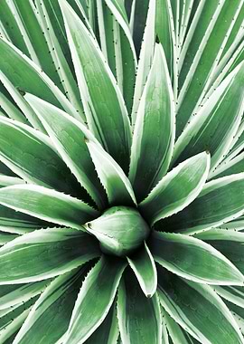 Green Agave