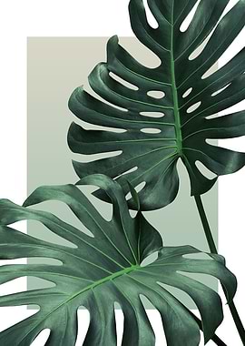 Monstera in Olive