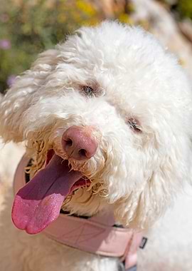 White Lagotto Romagnolo