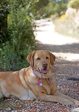 Labrador sweet portrait