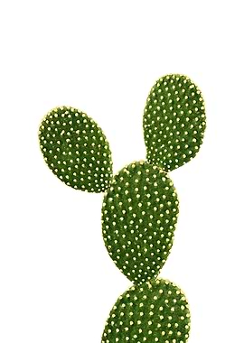Cactus 2