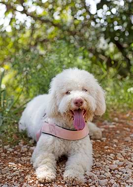 White Lagotto Romagnolo
