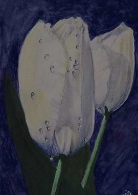 Raindrops on Tulips