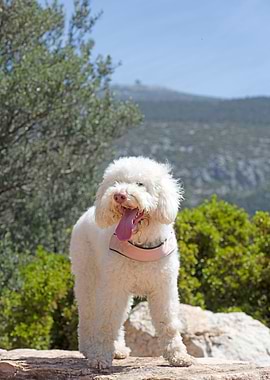 White Lagotto Romagnolo