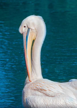 Pelican