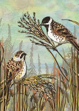 Reedbuntings