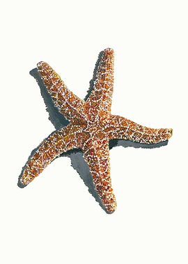 Common Starfish