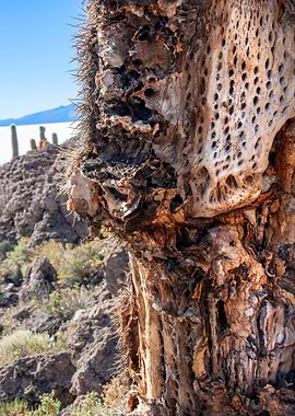 cactus at salar de uyuni