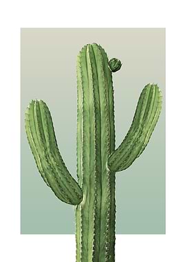 Cactus in Olive