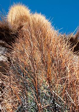 cactus on isla incahuasi