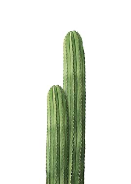 Two Cactus