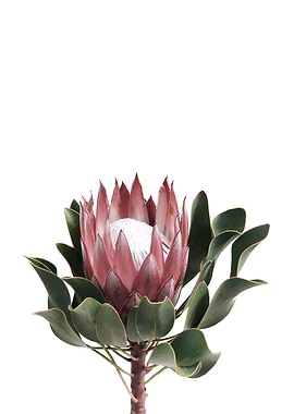 Protea 2