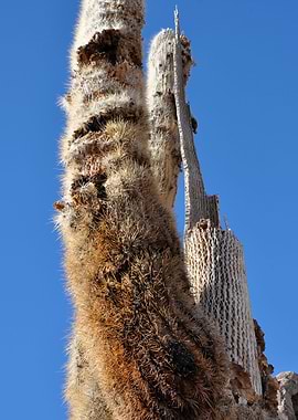 cactus at salar de uyuni