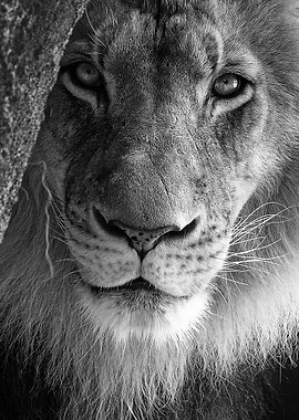 wild lion face poster