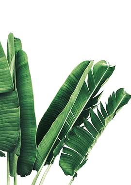 Palm Leaves 3