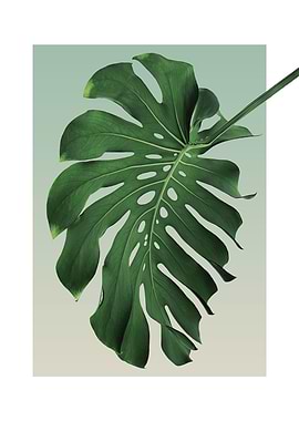 Monstera in Olive 6