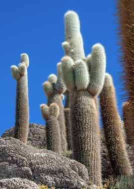 cactus at salar de uyuni