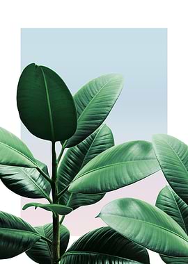 Rubber Plant in Sunset 3