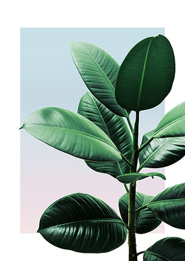 Rubber Plant in Sunset