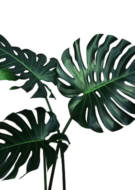 Monstera Plant 4