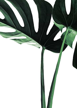 Monstera Plant 5