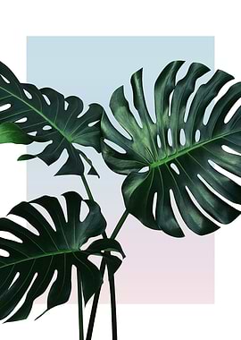 Monstera in Sunset 4