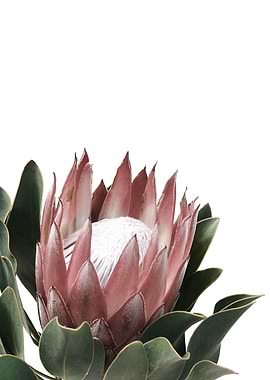Protea