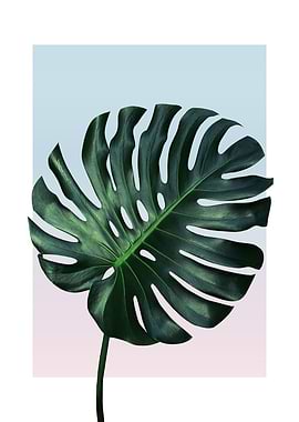 Monstera in Sunset 3