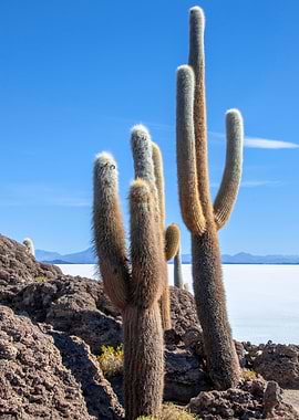 cactus at salar de uyuni