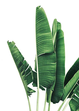 Palm Leaves