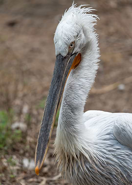Closeup portrait of a pel