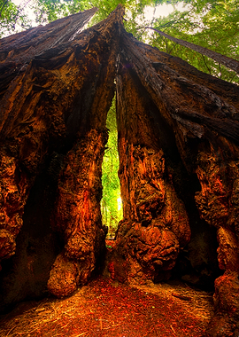 Redwoods 2 Santa Cruz