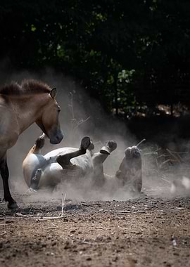 Wild horse observes one