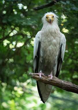 White scavenger vulture