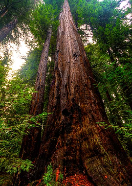 Redwoods Santa Cruz