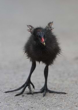 Moorhen Chick