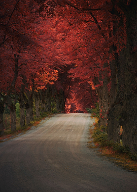 159 Autumn roads