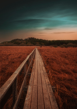 156 Through autumn field