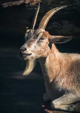Goat