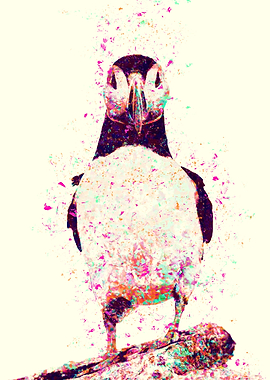 Puffin