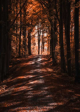 152 Autumn in the forest