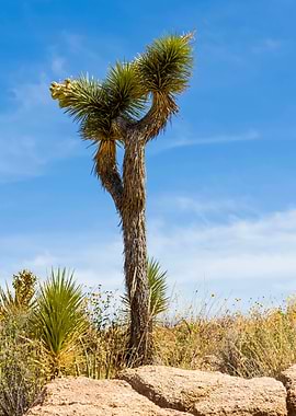 Joshua Tree