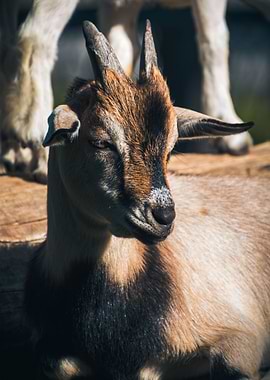 Young Goat