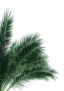 Green Palm Leaves 3