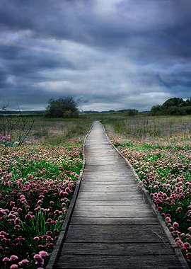 157 Through flower meadow