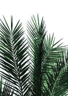 Green Palm Leaves 2