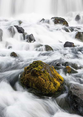 Green amidst the white