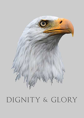Bald Eagle Dignity Glory